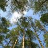 Sklypas (miškų ūkio), Dvarelio g., 77a, €18000